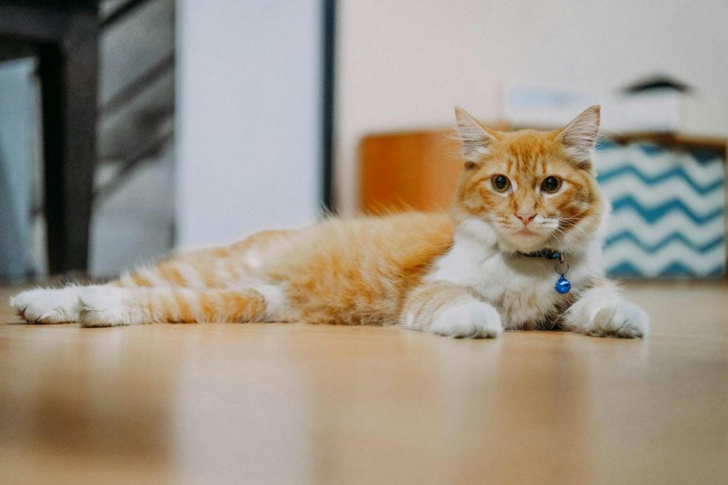 Charming ginger tabby cat lying on the floor indoors with a blue collar and bell.