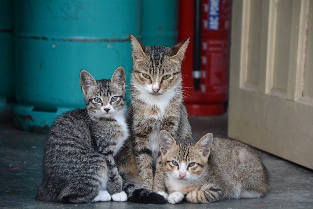Three tabby cats relaxing on a concrete floor beside a door, showcasing domestic feline charm.