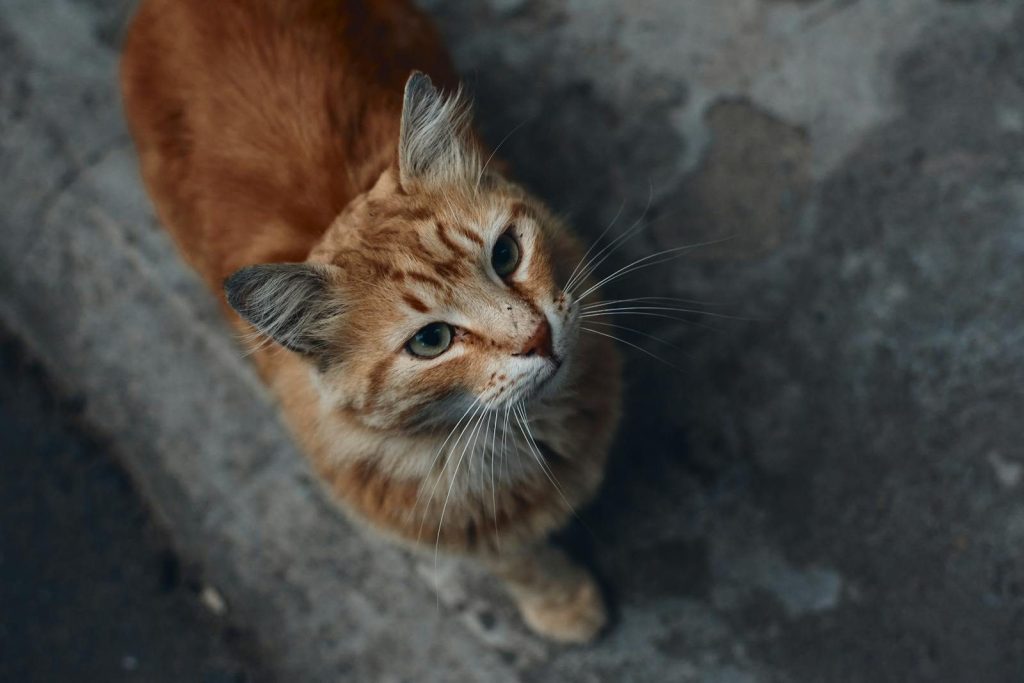 Charming ginger tabby cat photographed in a close-up from above, gazing upwards.