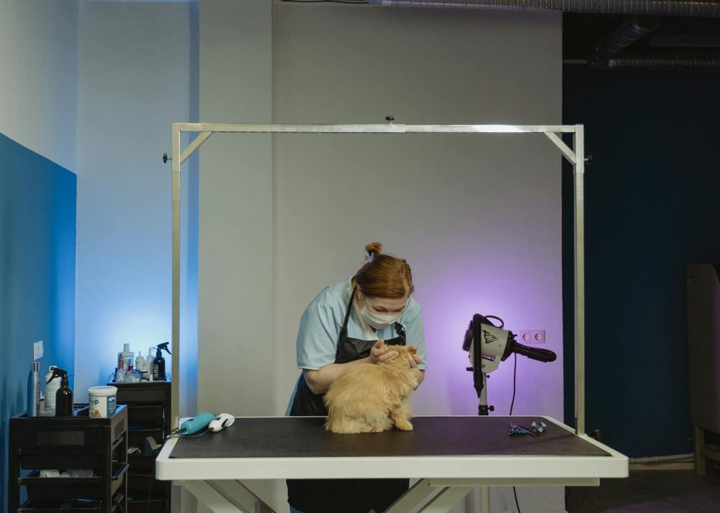 A professional groomer tending to a fluffy tabby cat indoors, showcasing a grooming setup.