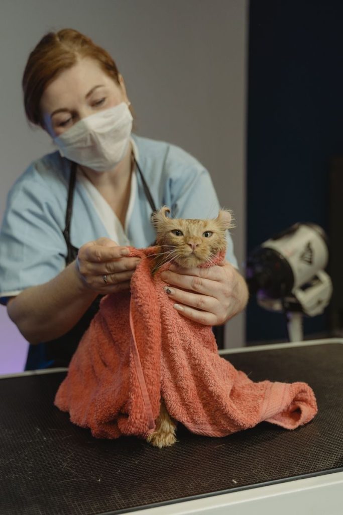 A veterinarian in a mask grooming a cat wrapped in a towel.