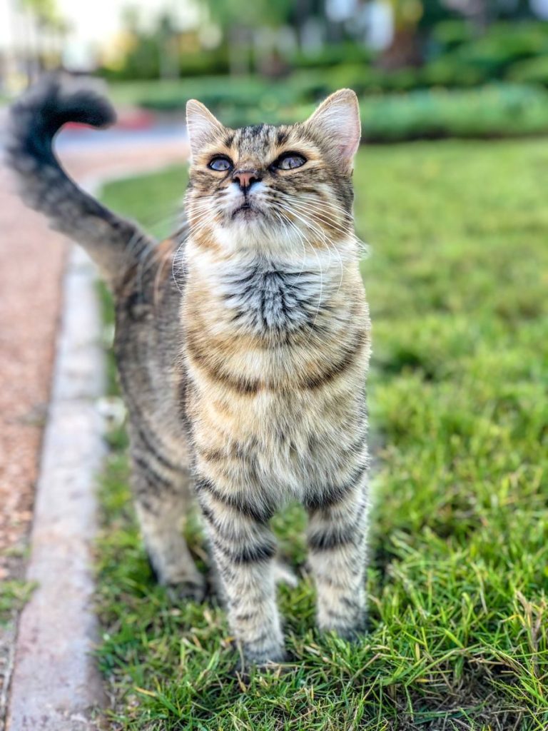 Cute tabby cat standing on grass, showing curiosity with raised tail and attentive look.