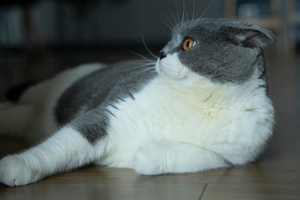A cute gray and white cat lying comfortably on a wooden floor indoors.