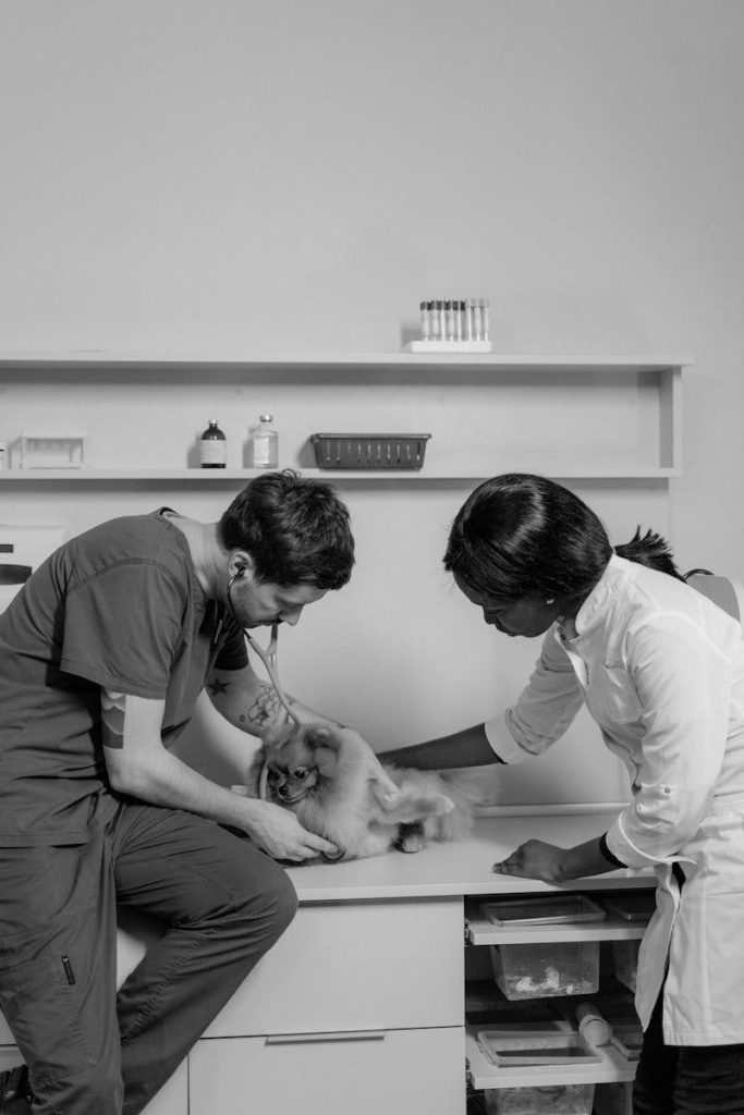 Black and white image of veterinarians examining a Pomeranian in a clinic setting.