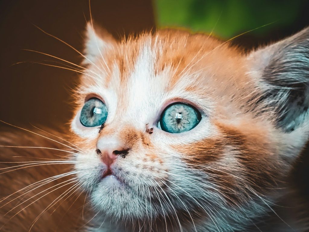 a cat with blue eyes