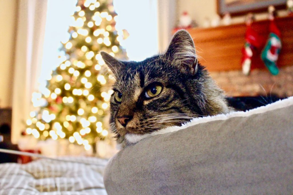 A tabby cat rests on a cushion near a festive Christmas tree at home.