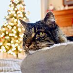 A tabby cat rests on a cushion near a festive Christmas tree at home.