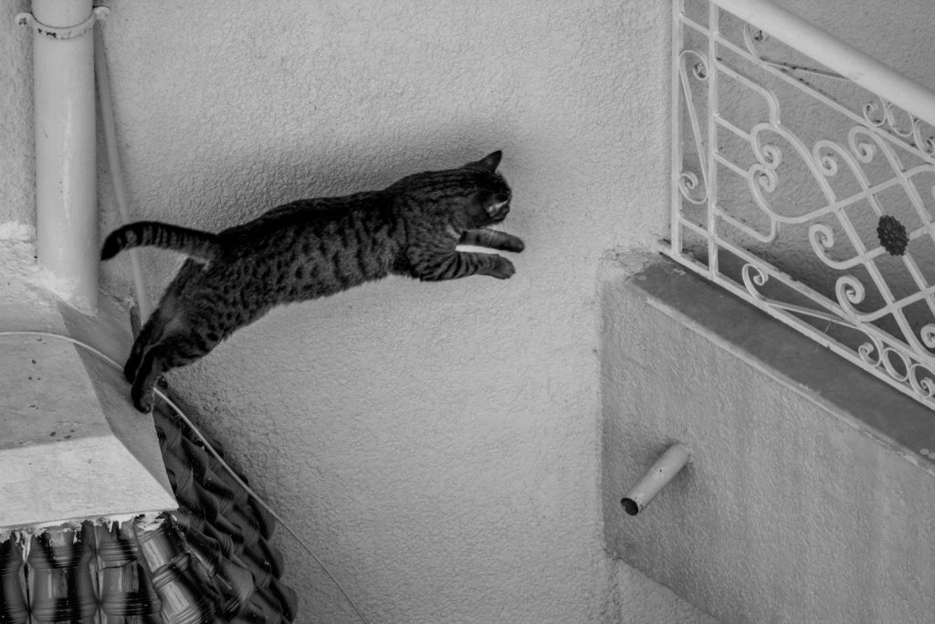 A tabby cat leaps across a wall.
