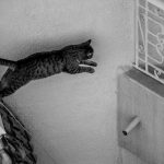 A tabby cat leaps across a wall.