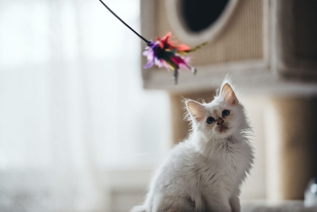 A cute white kitten with downy fur is intrigued by a colorful toy indoors.