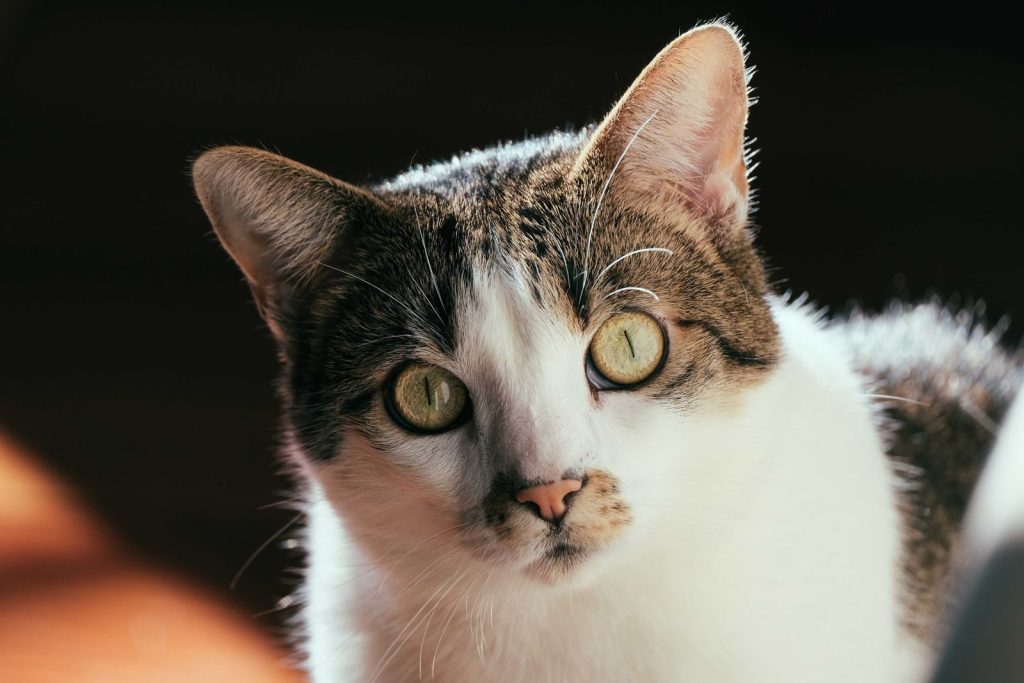 Curious calm fluffy cat with gray eyes and red nose looking at camera against blurred background