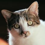 Curious calm fluffy cat with gray eyes and red nose looking at camera against blurred background