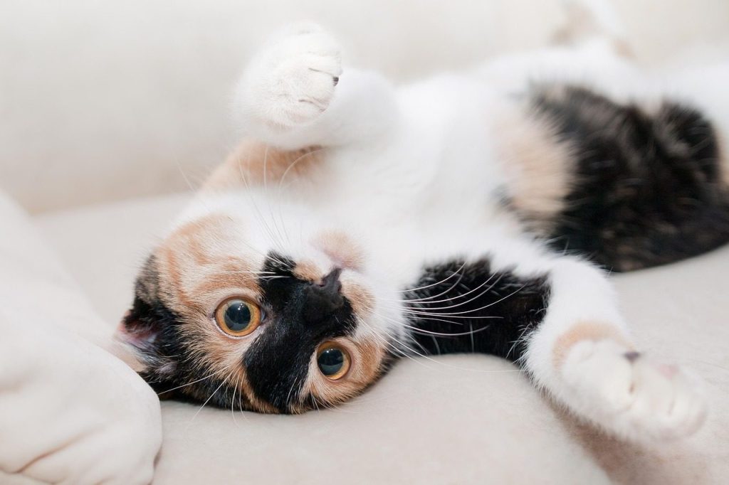 cat, nature, feline, animal, pet, playful, playful cat, kitty, domestic, domestic cat, portrait, cat portrait, animal world