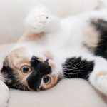 cat, nature, feline, animal, pet, playful, playful cat, kitty, domestic, domestic cat, portrait, cat portrait, animal world