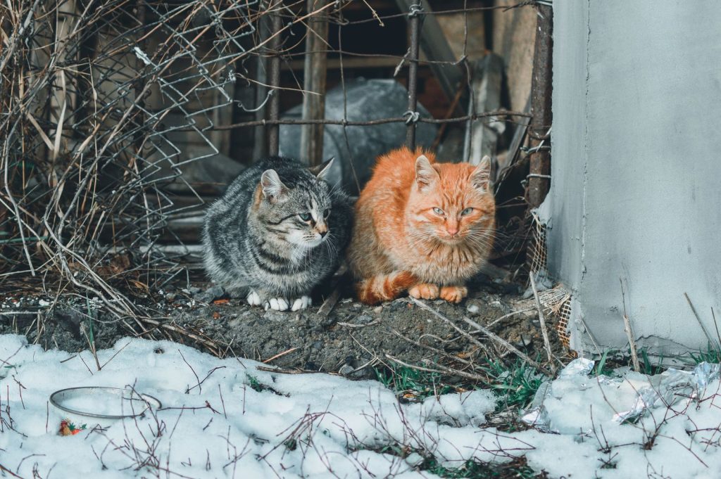 Two cats resting outdoors in Berehove, Ukraine, surrounded by snow and rustic environment.