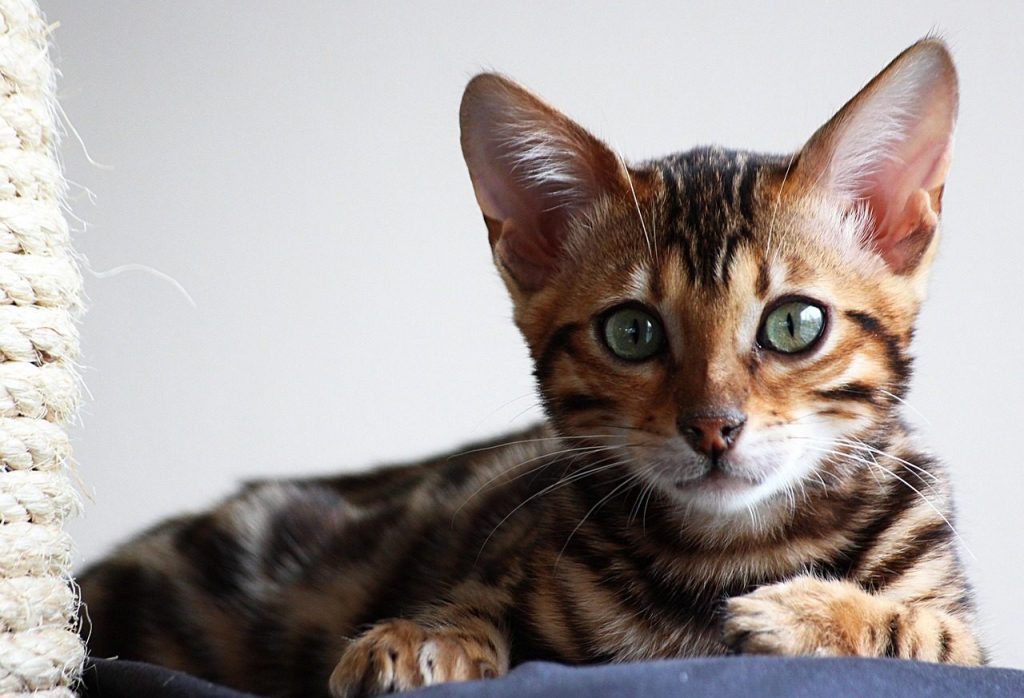 animal, cat, mammal, nature, feline, breed, bengal, pet, kitten