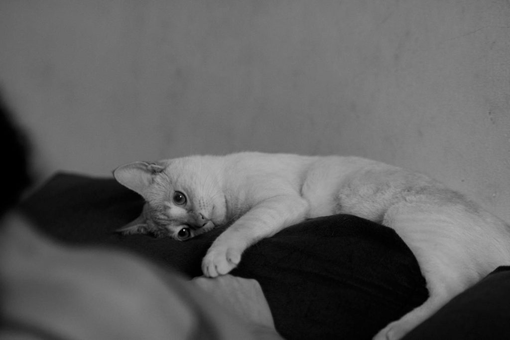 Black and white of domestic fluffy cat lying on soft plaid on sofa near wall in light room at home