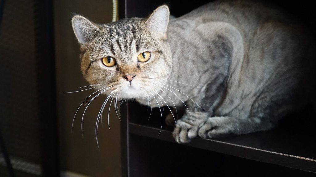 A close-up of a tabby cat with striking eyes resting on a shelf indoors.
