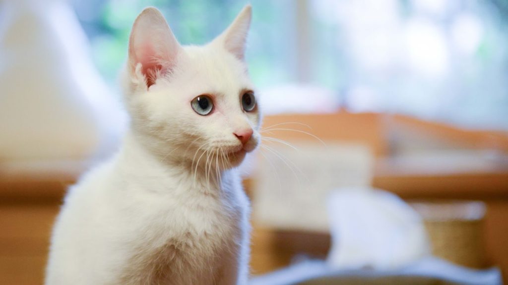 Close-up of a cute white cat with blue eyes sitting indoors, looking alert.