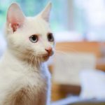 Close-up of a cute white cat with blue eyes sitting indoors, looking alert.