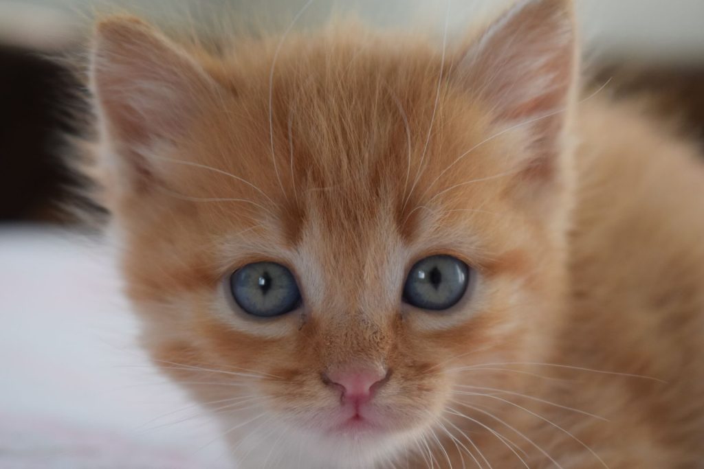Charming close-up photo of a fluffy orange tabby kitten with blue eyes, perfect for animal lovers.