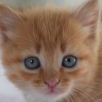 Charming close-up photo of a fluffy orange tabby kitten with blue eyes, perfect for animal lovers.