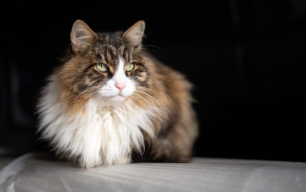 cat, nature, feline, pet, animal, mammal