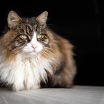 cat, nature, feline, pet, animal, mammal