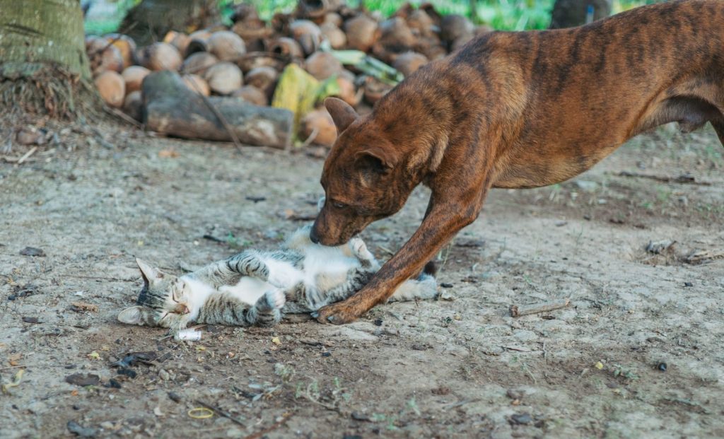 A dog and cat playfully interact on a dirt ground, surrounded by coconuts outdoors.