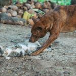 A dog and cat playfully interact on a dirt ground, surrounded by coconuts outdoors.