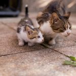 Adorable fluffy cat with white fur and spots on nose looking away while standing on street in daylight