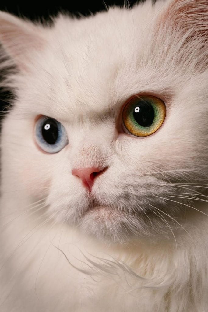 a close up of a white cat with blue eyes