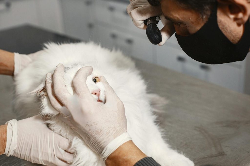 A veterinarian checking a white Turkish Angora cat's eye in a clinic setting.
