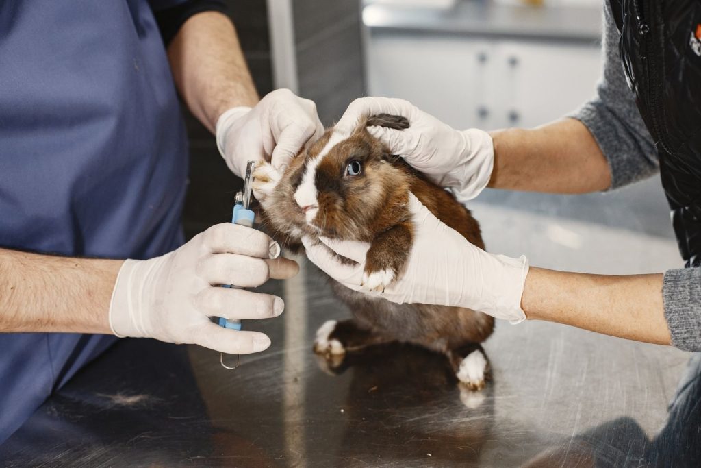 Close-up of pet grooming with guinea pig care at a veterinary clinic.