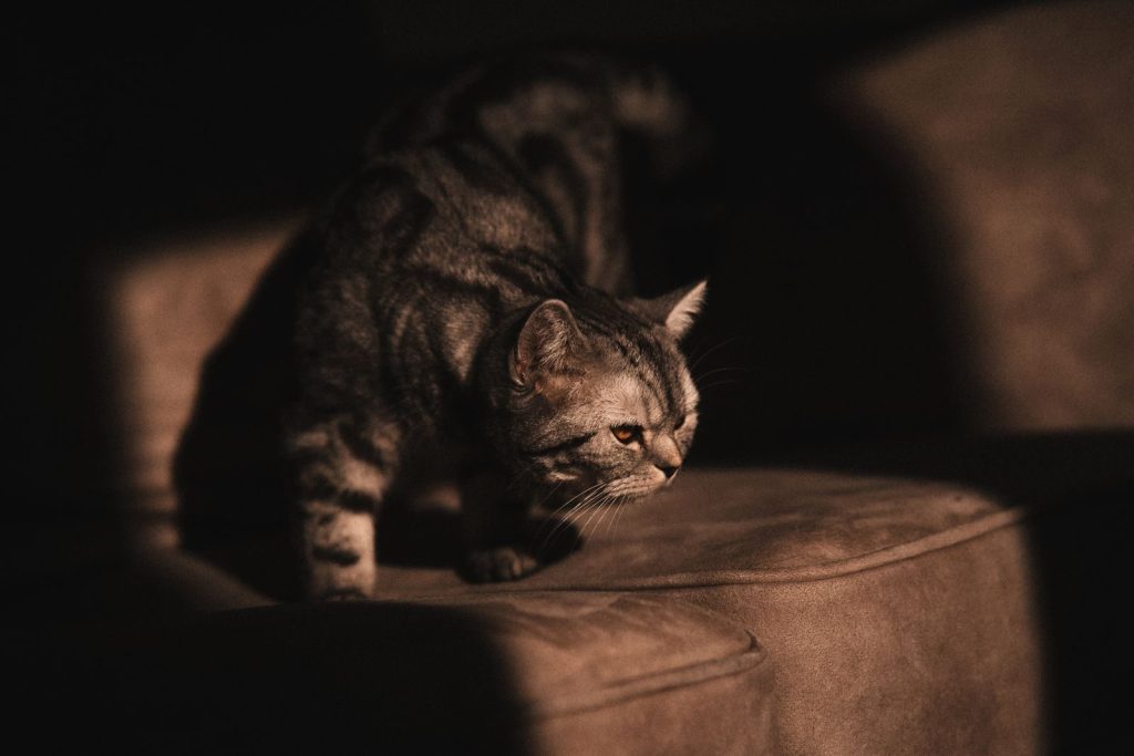 Close-up of a tabby cat on a sofa with dramatic lighting and shadows.