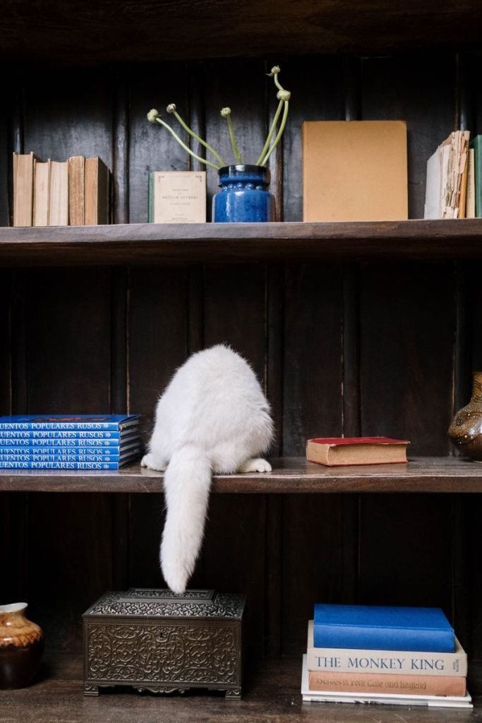 A cute white cat explores a shelf filled with books and decor indoors.