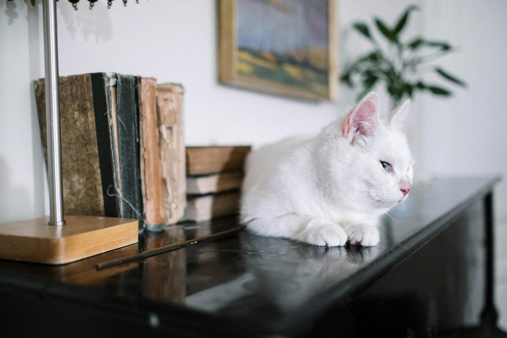 A white cat lounging peacefully on a bookshelf, surrounded by books in a cozy indoor setting.