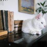 A white cat lounging peacefully on a bookshelf, surrounded by books in a cozy indoor setting.