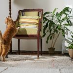 A ginger cat stretches on an armchair in a plant-filled interior room.