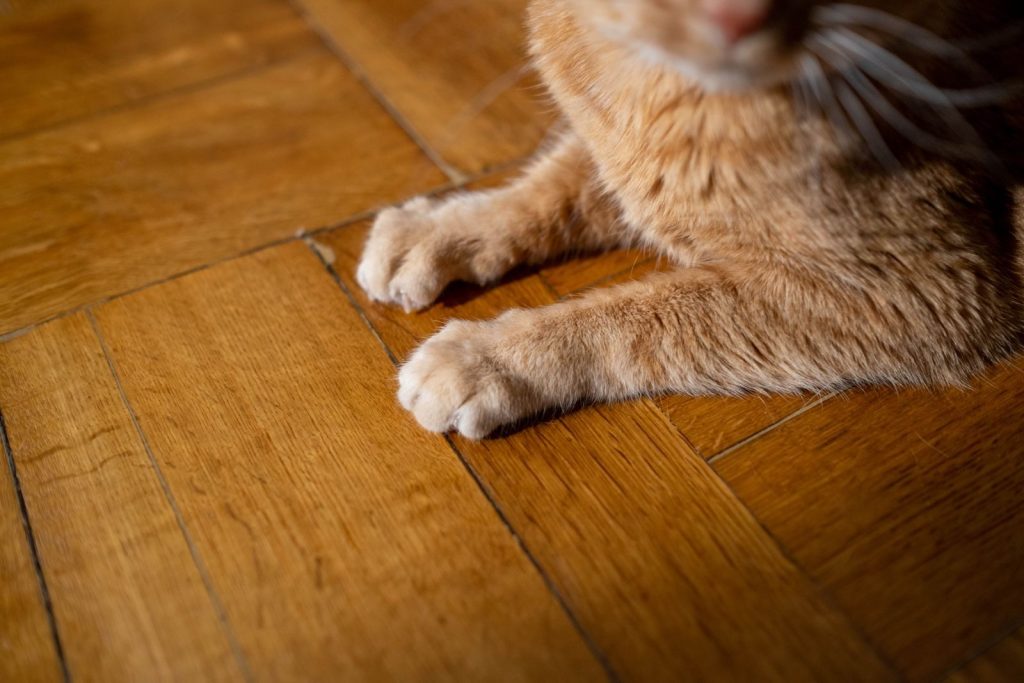 Adorable ginger cat paws resting on a wooden floor indoors.