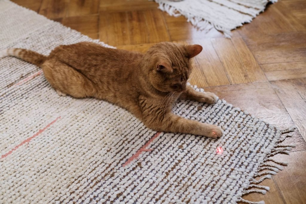 Adorable ginger cat playing with a red laser dot on a rug indoors.