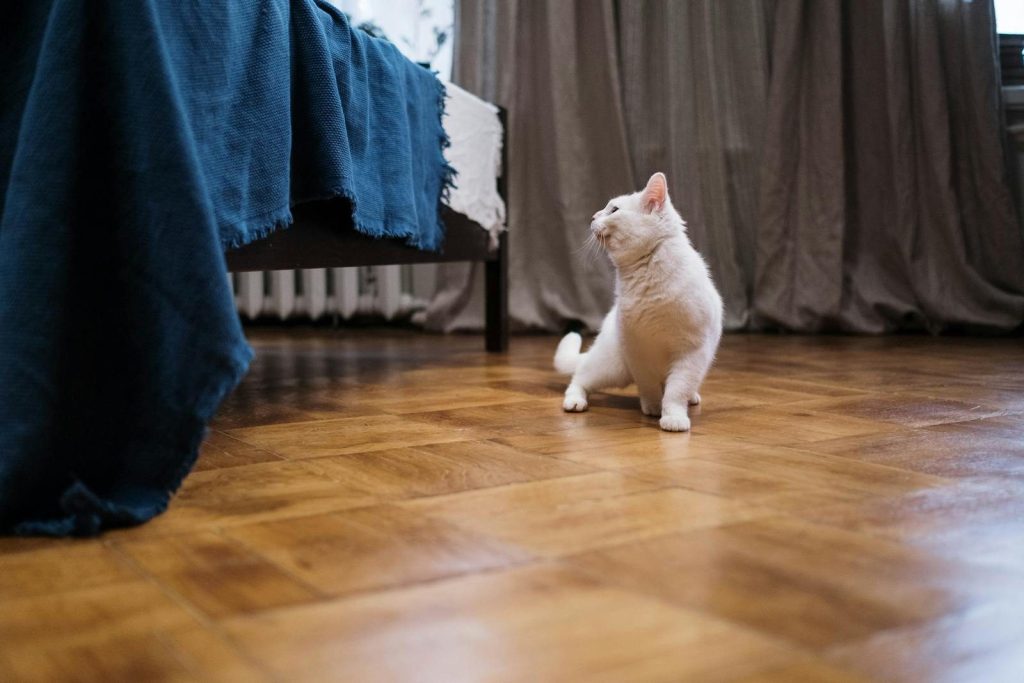 A playful white cat sits on a parquet floor in a cozy bedroom with a blue bedsheet and natural lighting.