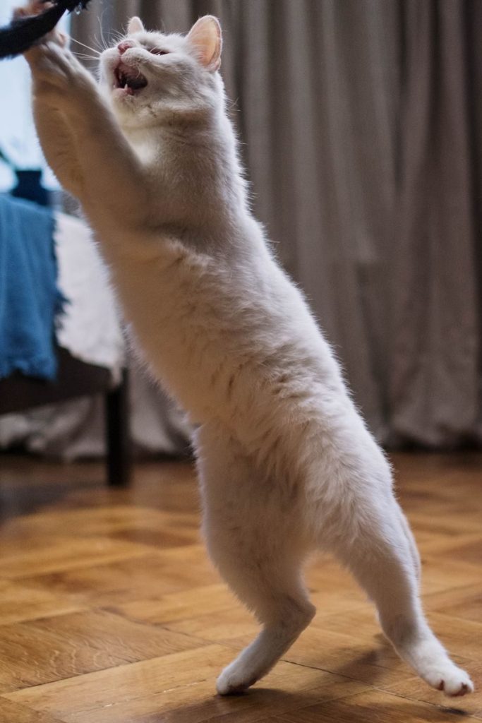 A cute white cat standing on hind legs, playfully reaching for a toy indoors.