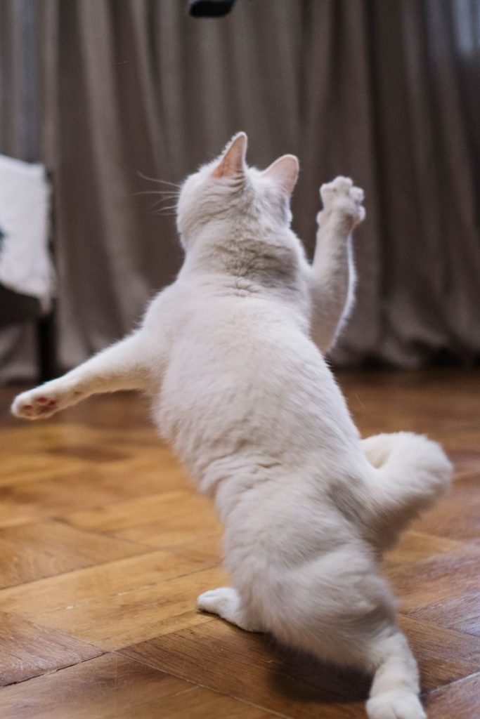 A cute white cat leaps playfully, showcasing its agility on a wooden floor.