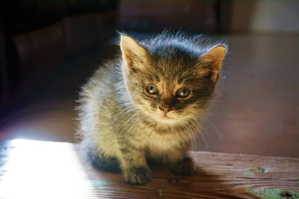 A cute fluffy kitten sitting on wooden floor, bathed in soft sunlight indoors.
