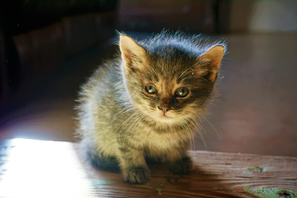A cute fluffy kitten sitting on wooden floor, bathed in soft sunlight indoors.