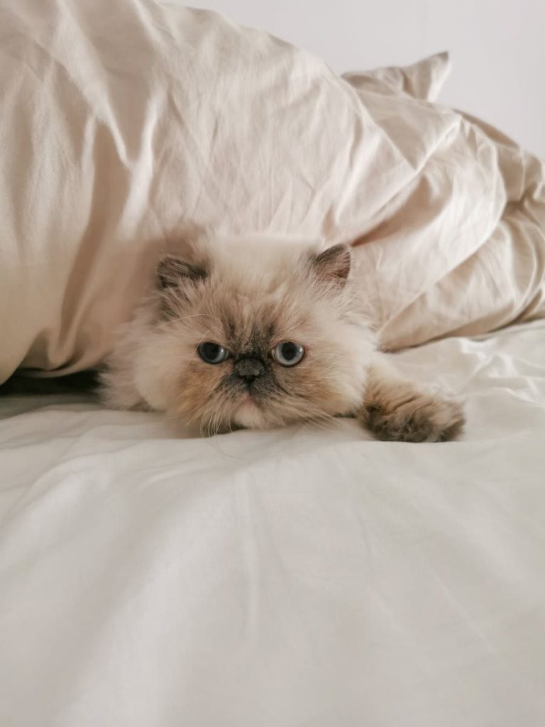 Cute furry cat looking at camera while lying on bed sheet under duvet