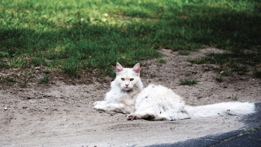 Serene white cat resting on sandy ground in a sunny outdoor environment.