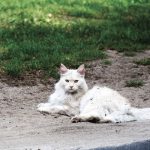 Serene white cat resting on sandy ground in a sunny outdoor environment.