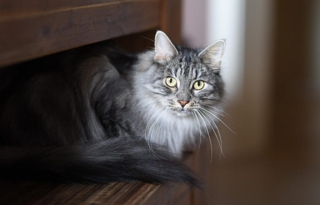 animal, nature, cat, pet, feline, mammal, whiskers, fur